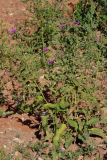 Смотреть изображение Centaurea pseudophrygia