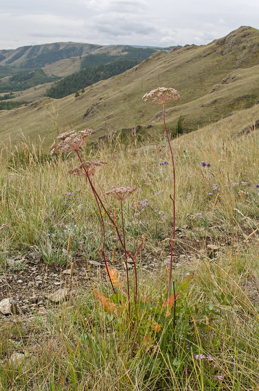 Image of Seseli krylovii specimen.