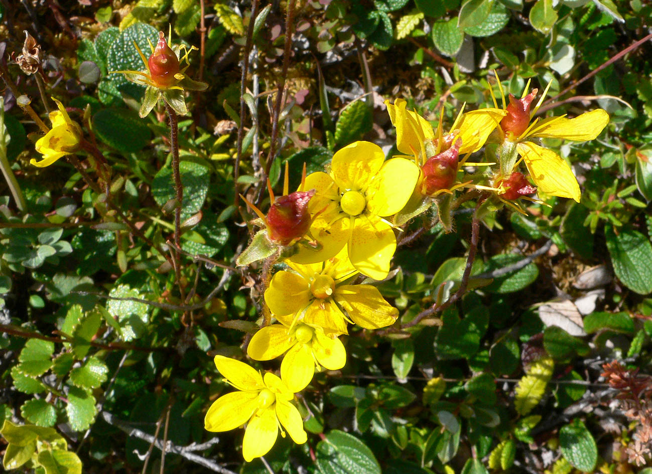 Image of Saxifraga hirculus specimen.