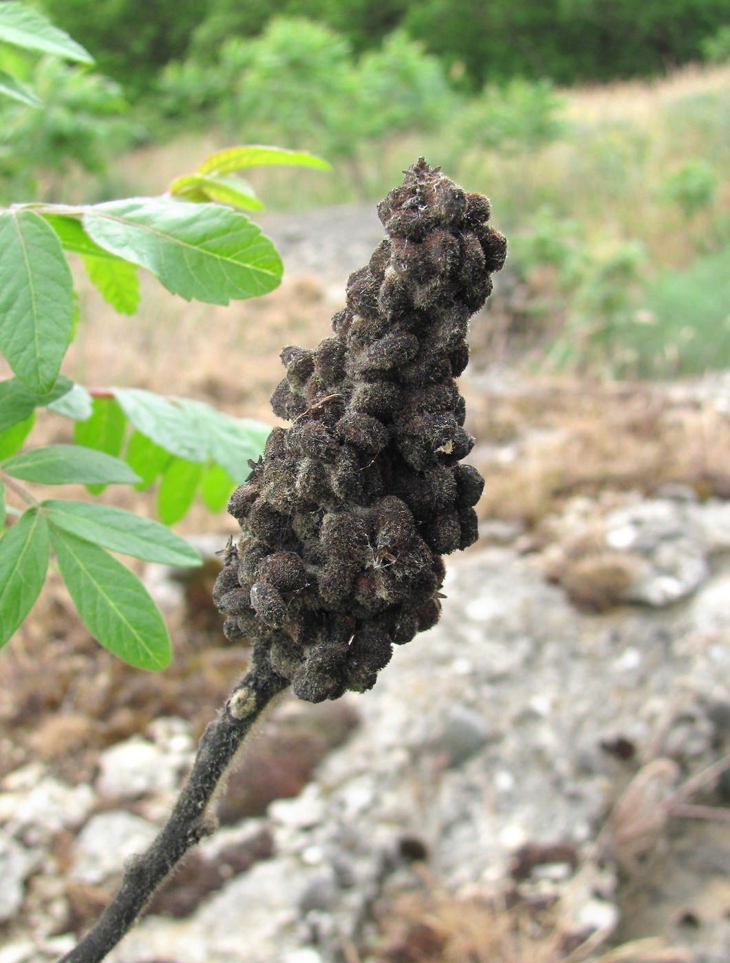 Image of Rhus coriaria specimen.