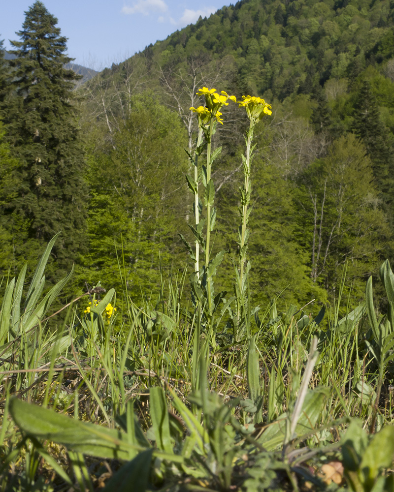 Изображение особи род Erysimum.