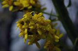 Ligularia heterophylla