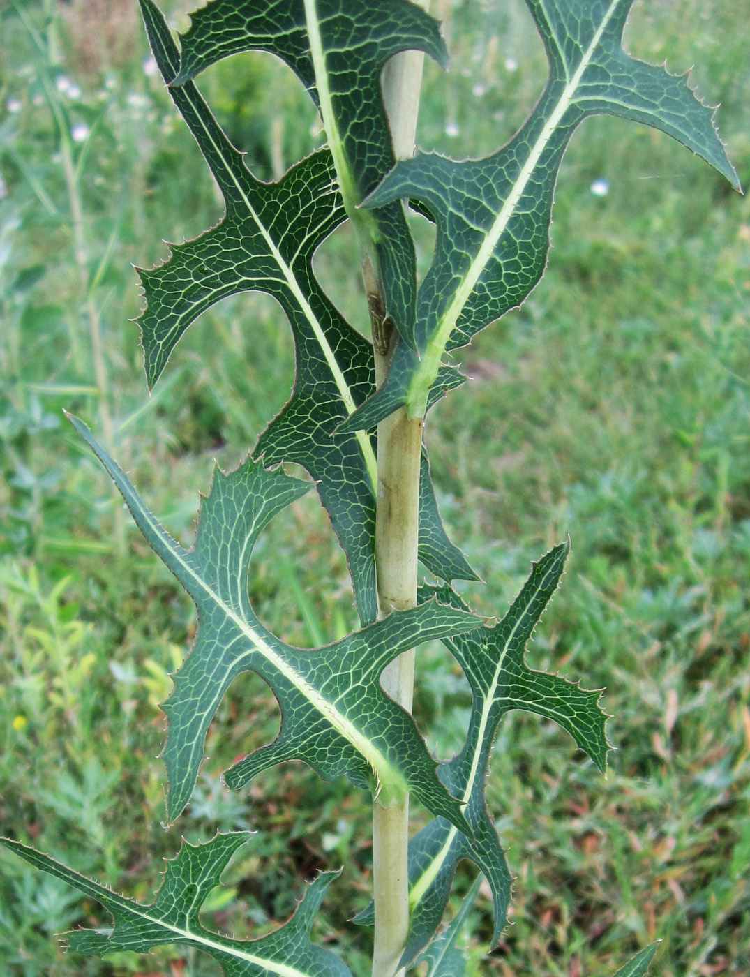 Изображение особи Lactuca serriola.
