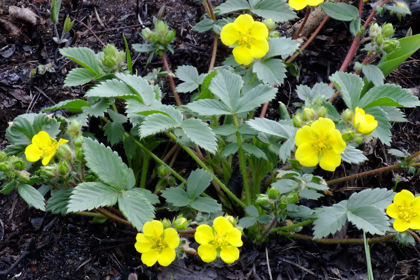 Изображение особи Potentilla fragarioides.