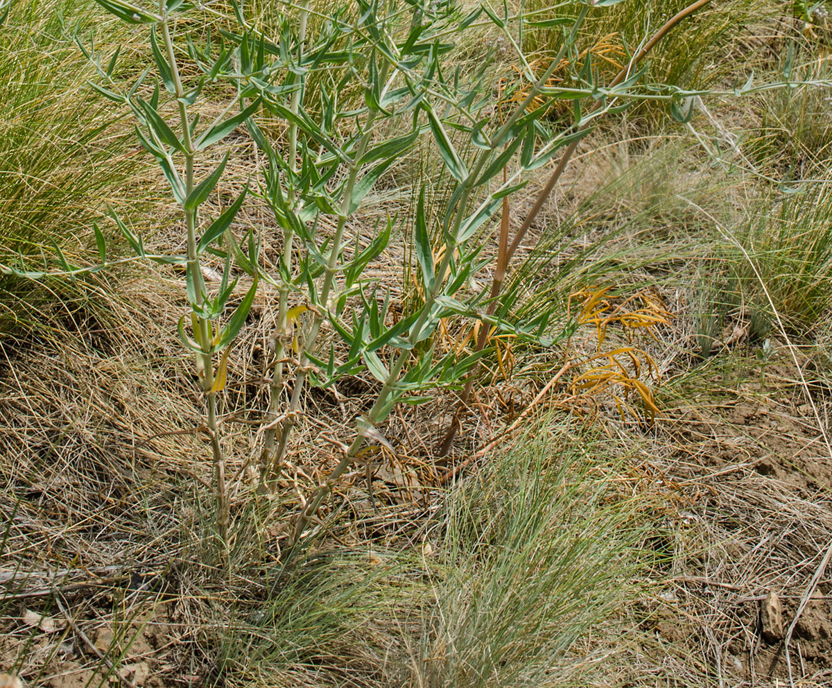 Image of Gypsophila altissima specimen.