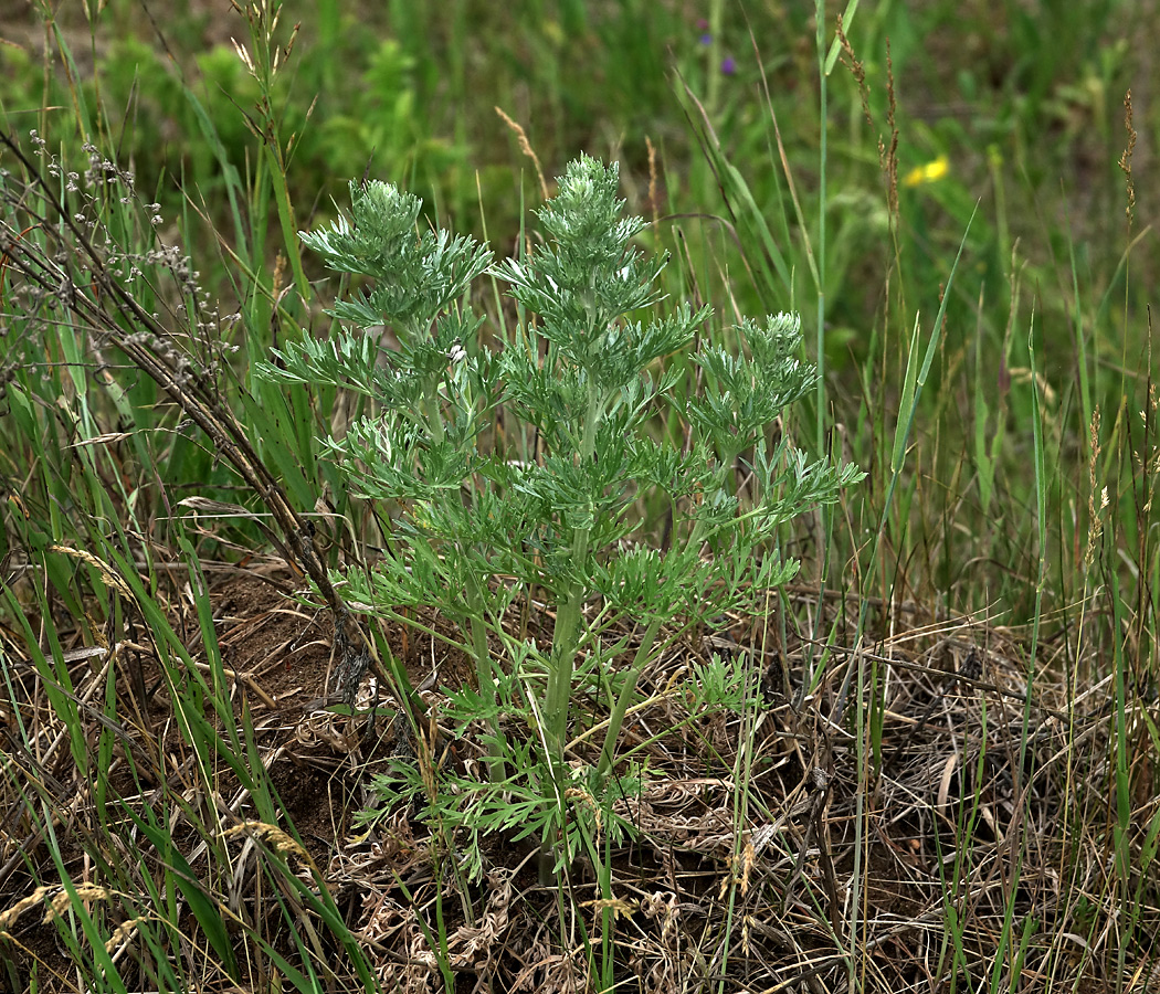 Image of Artemisia absinthium specimen.