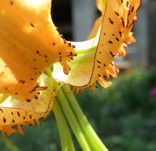 Image of Lilium henryi specimen.