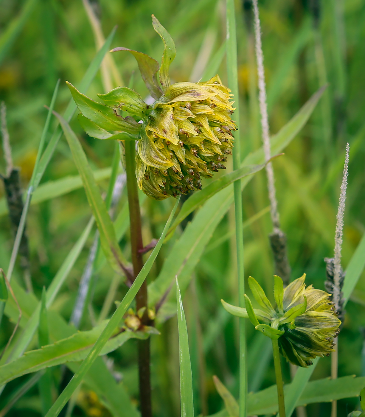 Image of Bidens cernua specimen.