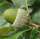 Quercus подвид veneris