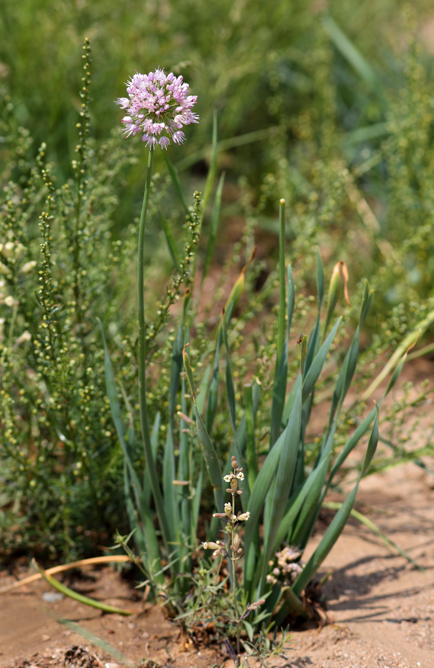 Изображение особи Allium senescens.