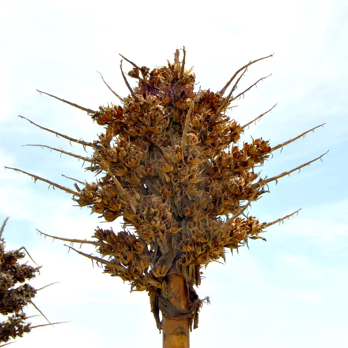 Image of Puya chilensis specimen.