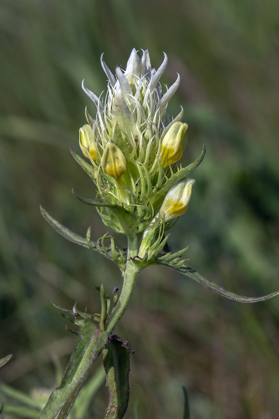 Изображение особи Melampyrum argyrocomum.