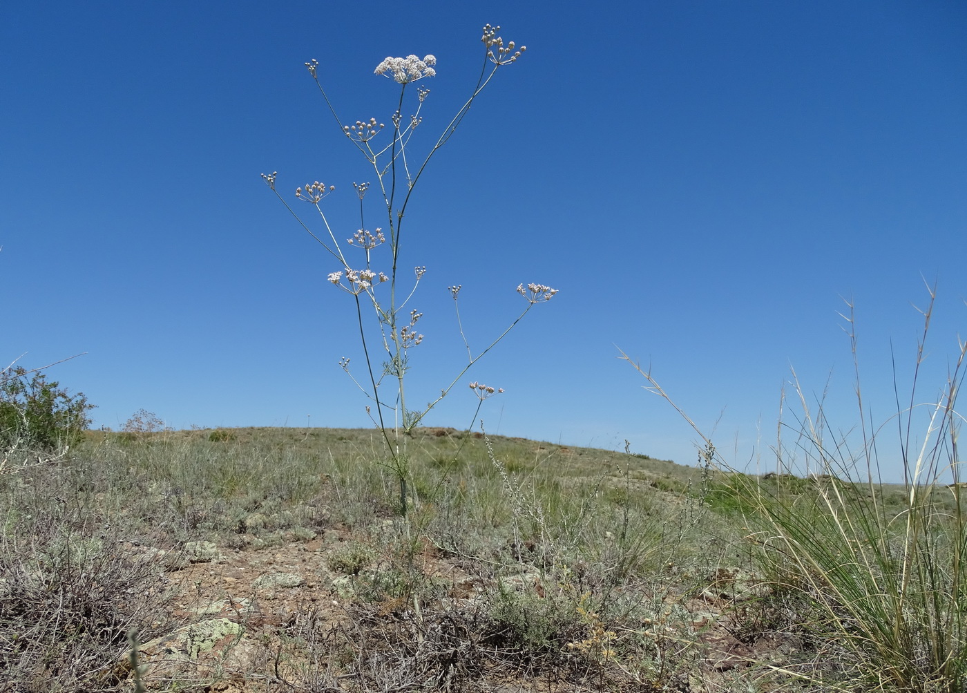 Изображение особи Hyalolaena trichophylla.