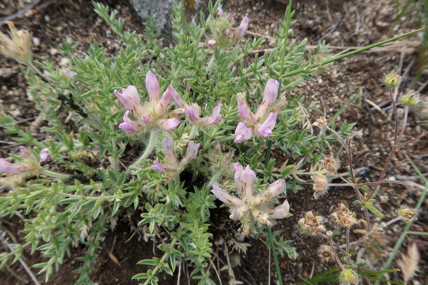 Image of Oxytropis selengensis specimen.