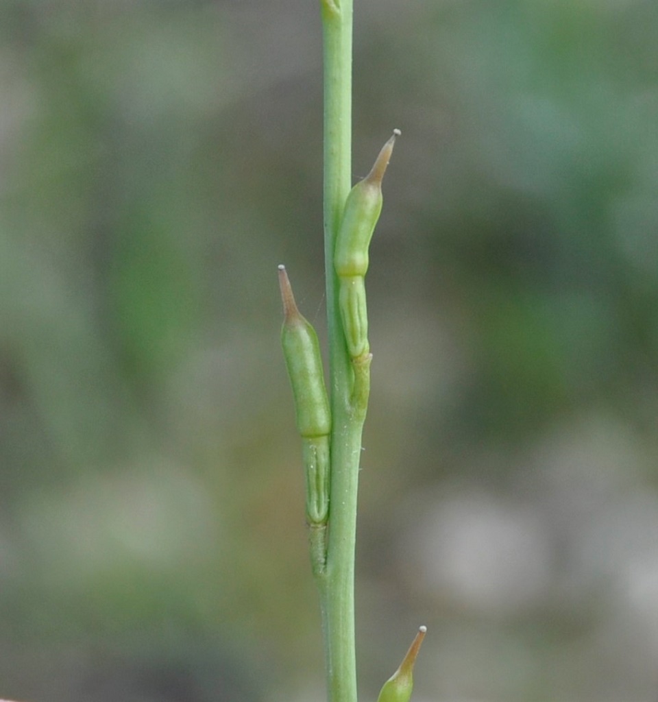 Изображение особи Erucaria hispanica.