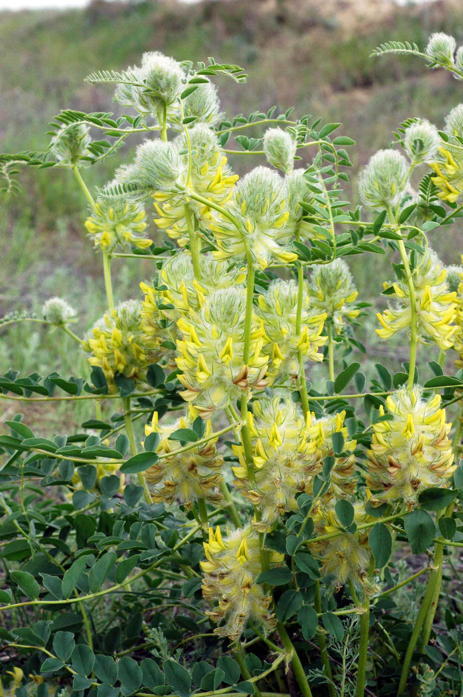 Изображение особи Astragalus vulpinus.