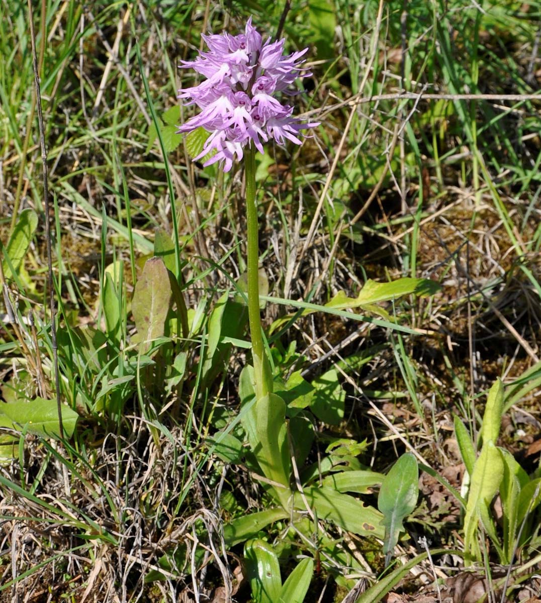 Image of Orchis italica specimen.