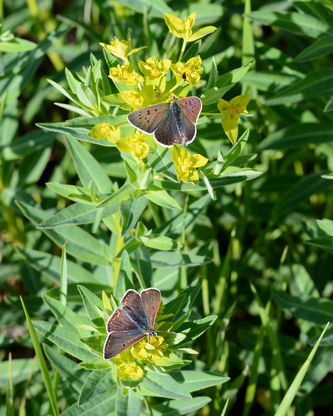 Image of Euphorbia semivillosa specimen.