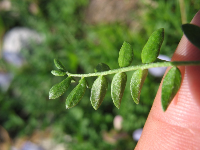 Image of Astragalus levieri specimen.