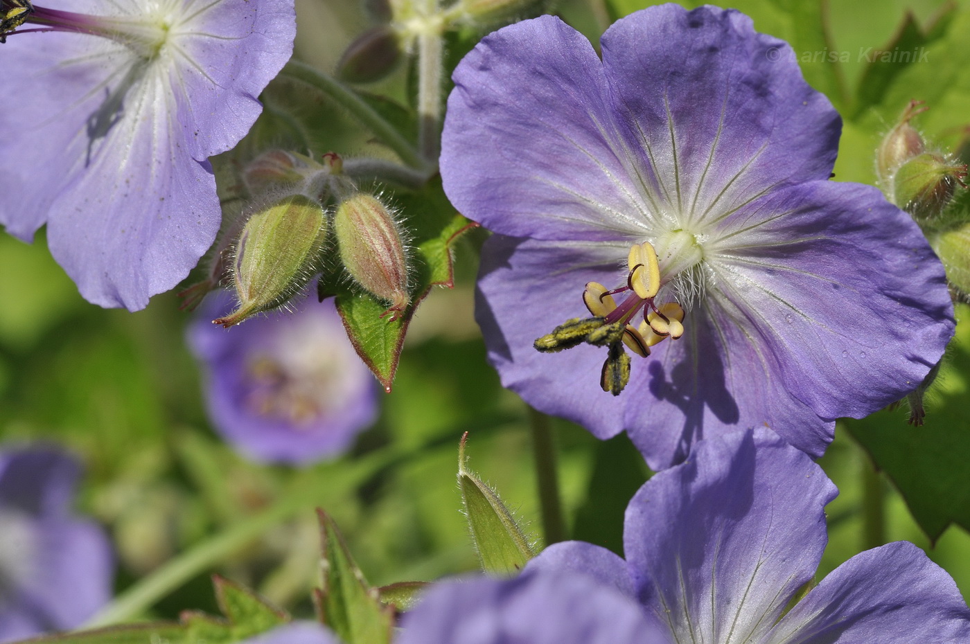 Image of Geranium platyanthum specimen.