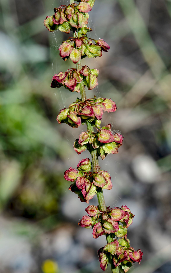 Image of Rumex confertus specimen.