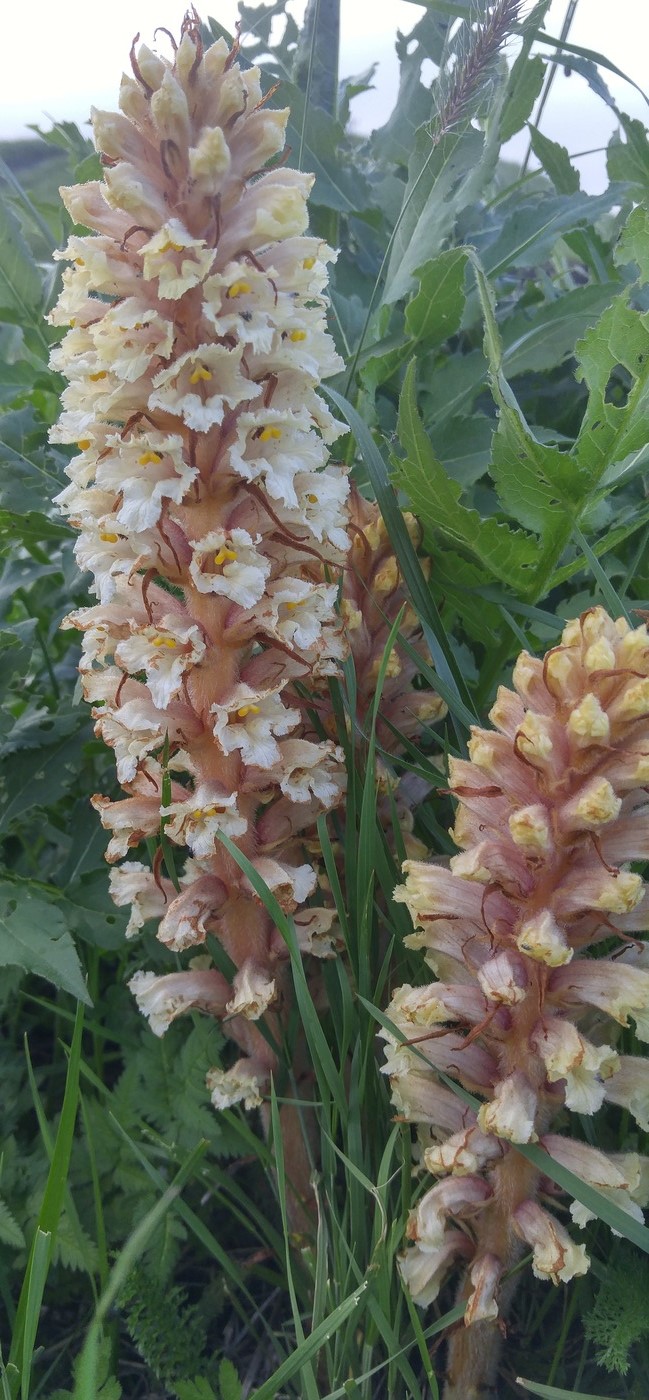 Image of genus Orobanche specimen.