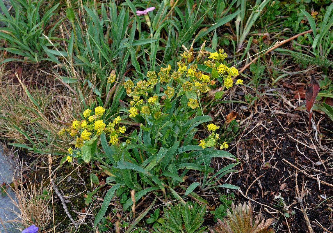 Image of Bupleurum multinerve specimen.