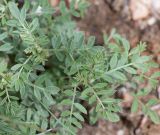 Indigofera heterotricha