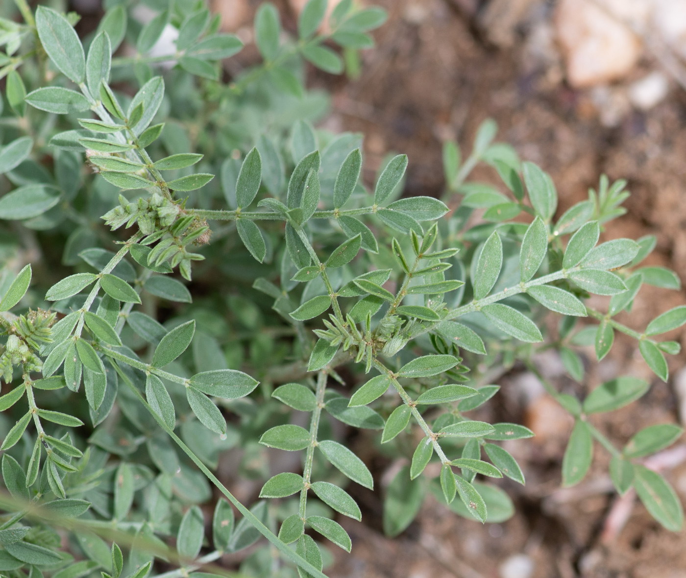 Image of Indigofera heterotricha specimen.