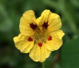 Tropaeolum majus. Цветок с каплями дождя. Московская обл., Раменский р-н, окр. дер. Хрипань, садовый участок. 16.08.2020.