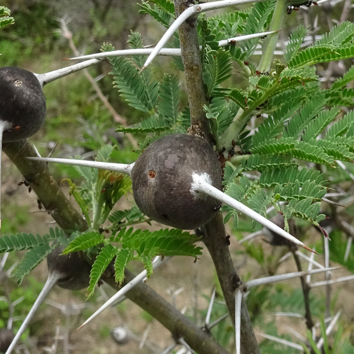 Изображение особи Vachellia drepanolobium.