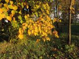 Tilia cordata. Ветви с листьями в осенней окраске. Московская обл., г. Истра, Новоиерусалимский монастырь, Гефсиманский сад. 22.09.2020.