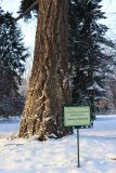 Pseudotsuga menziesii. Нижняя часть ствола. Санкт-Петербург, Петроградский р-н, Ботанический сад им. Петра Великого, в культуре. 06.01.2021.