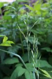 Bromus arvensis