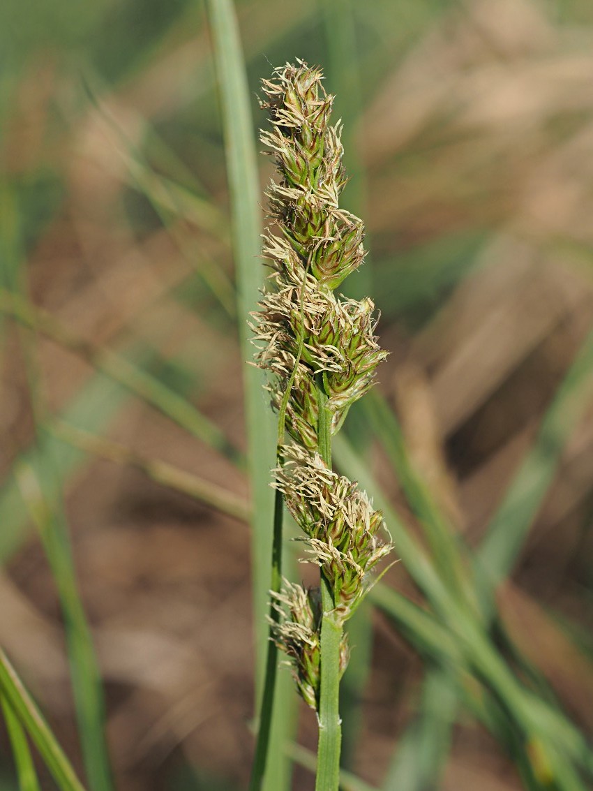 Image of Carex vulpina specimen.