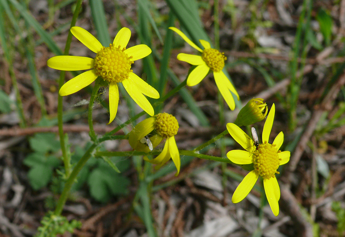 Изображение особи Senecio vernalis.