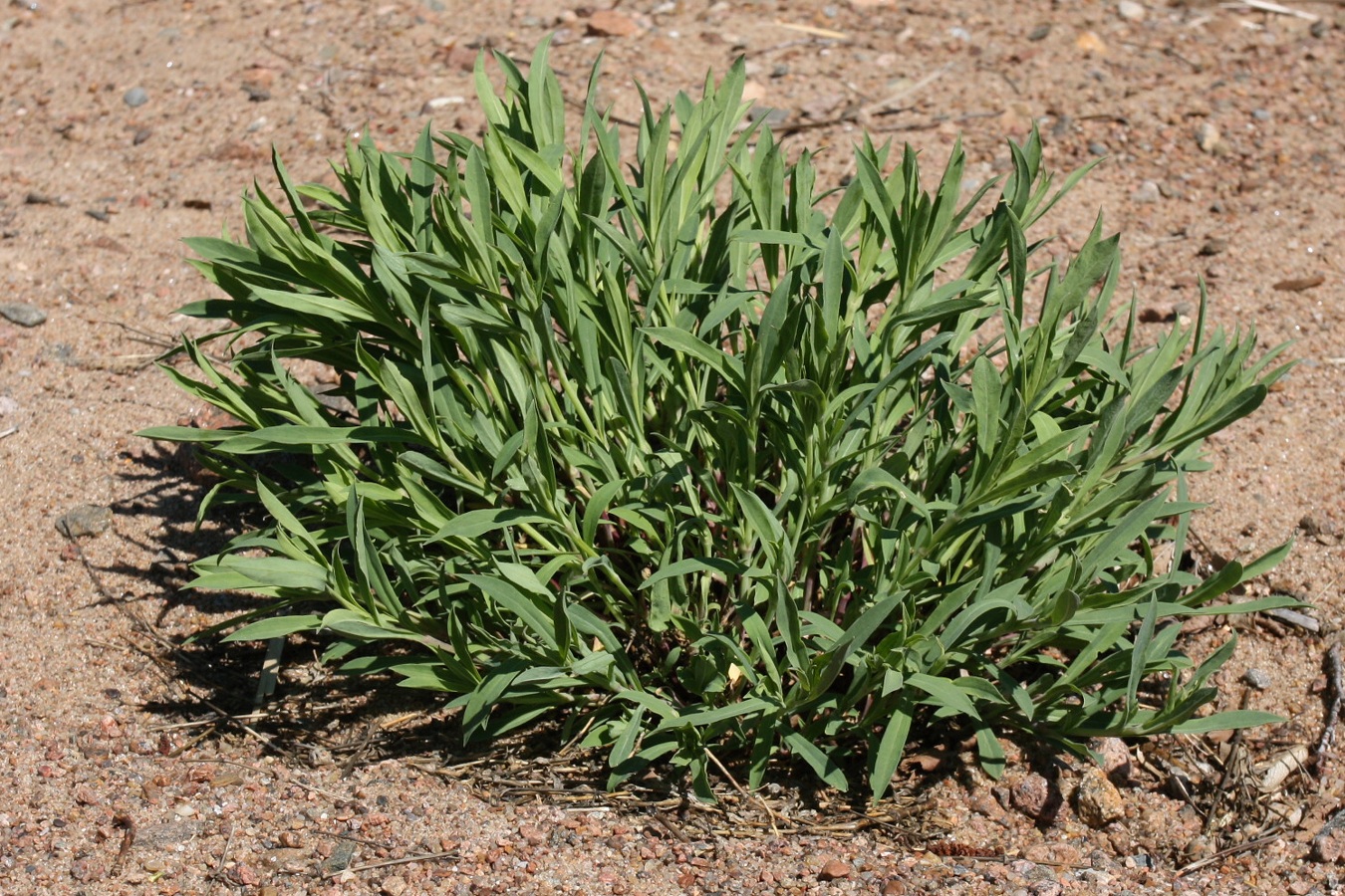 Изображение особи Oberna littoralis.