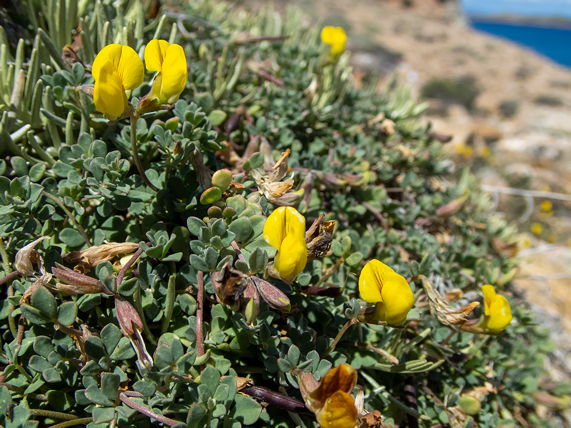 Image of Lotus halophilus specimen.