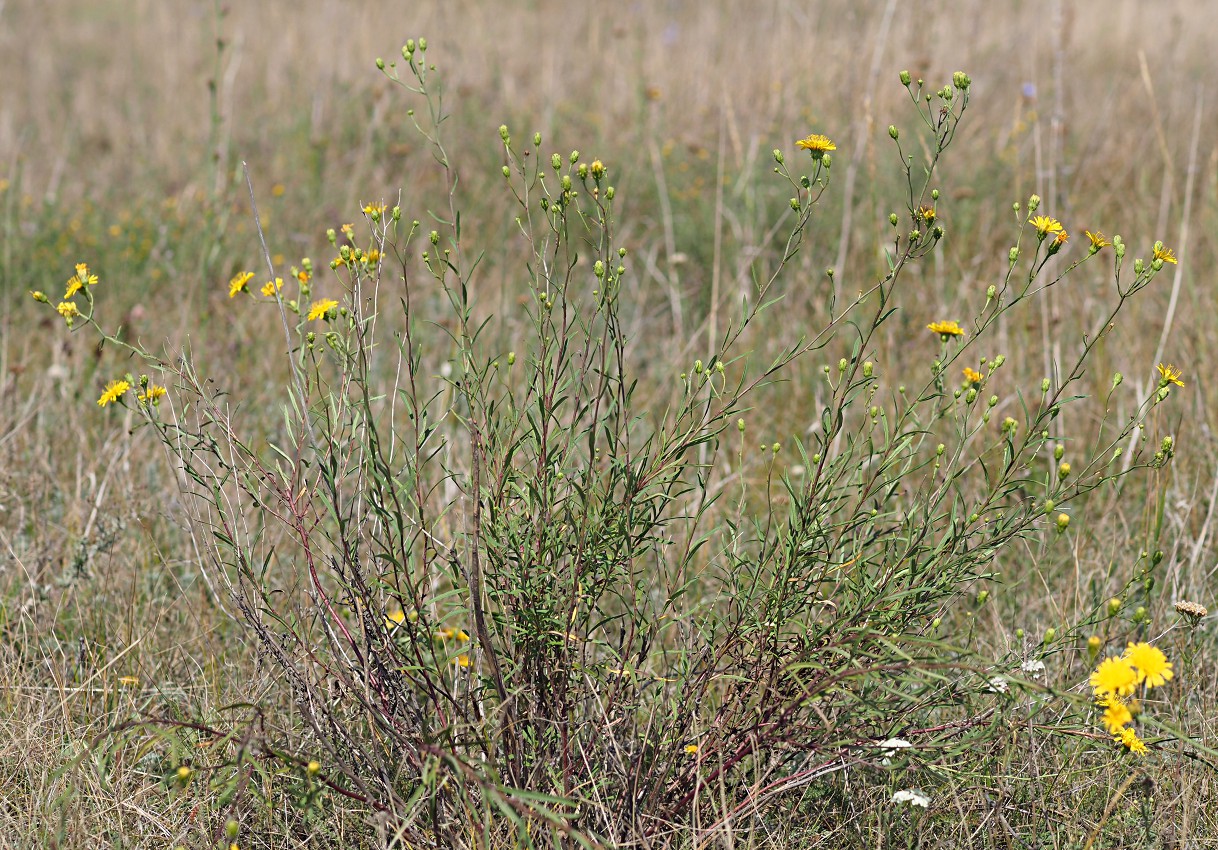 Image of Hieracium filifolium specimen.