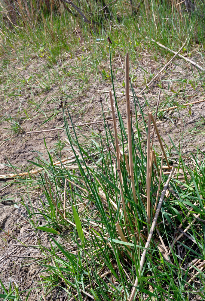 Image of genus Schoenoplectus specimen.