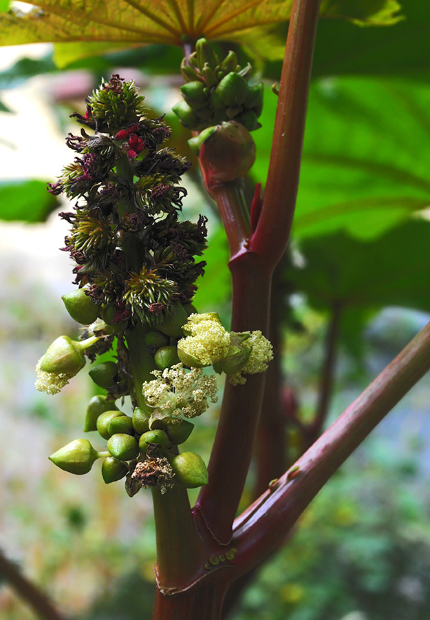 Image of Ricinus communis specimen.