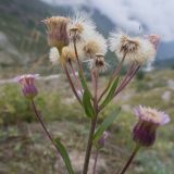 Erigeron acris subspecies botschantzevii. Верхушка плодоносящего растения. Кабардино-Балкария, Черекский р-н, Кабардино-Балкарский высокогорный заповедник, Черек-Безенгийское ущелье, окр. альплагеря \"Безенги\", ≈ 2100 м н.у.м., отложенная боковая морена, субальпийский луг. 16.08.2021.