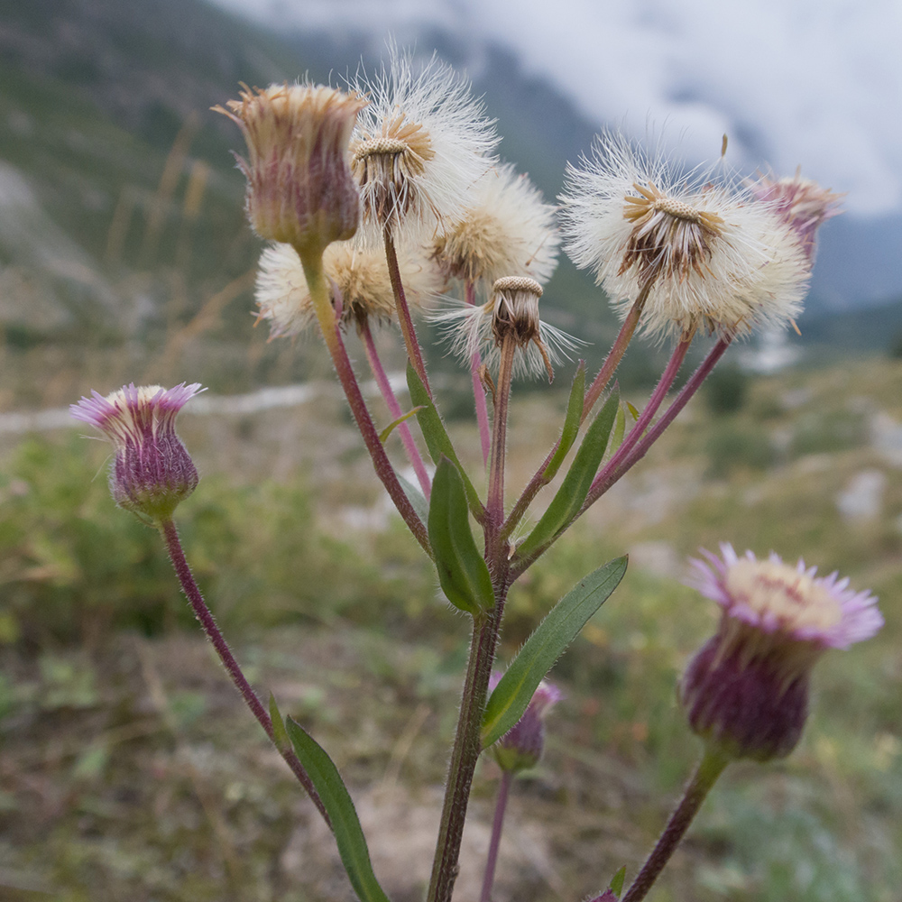 Image of Erigeron acris ssp. botschantzevii specimen.