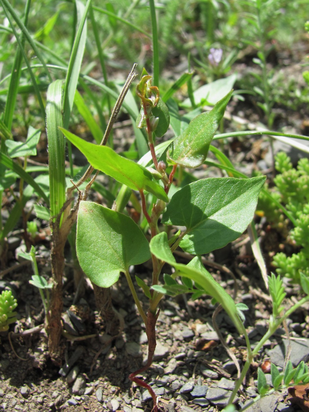 Image of Fallopia convolvulus specimen.