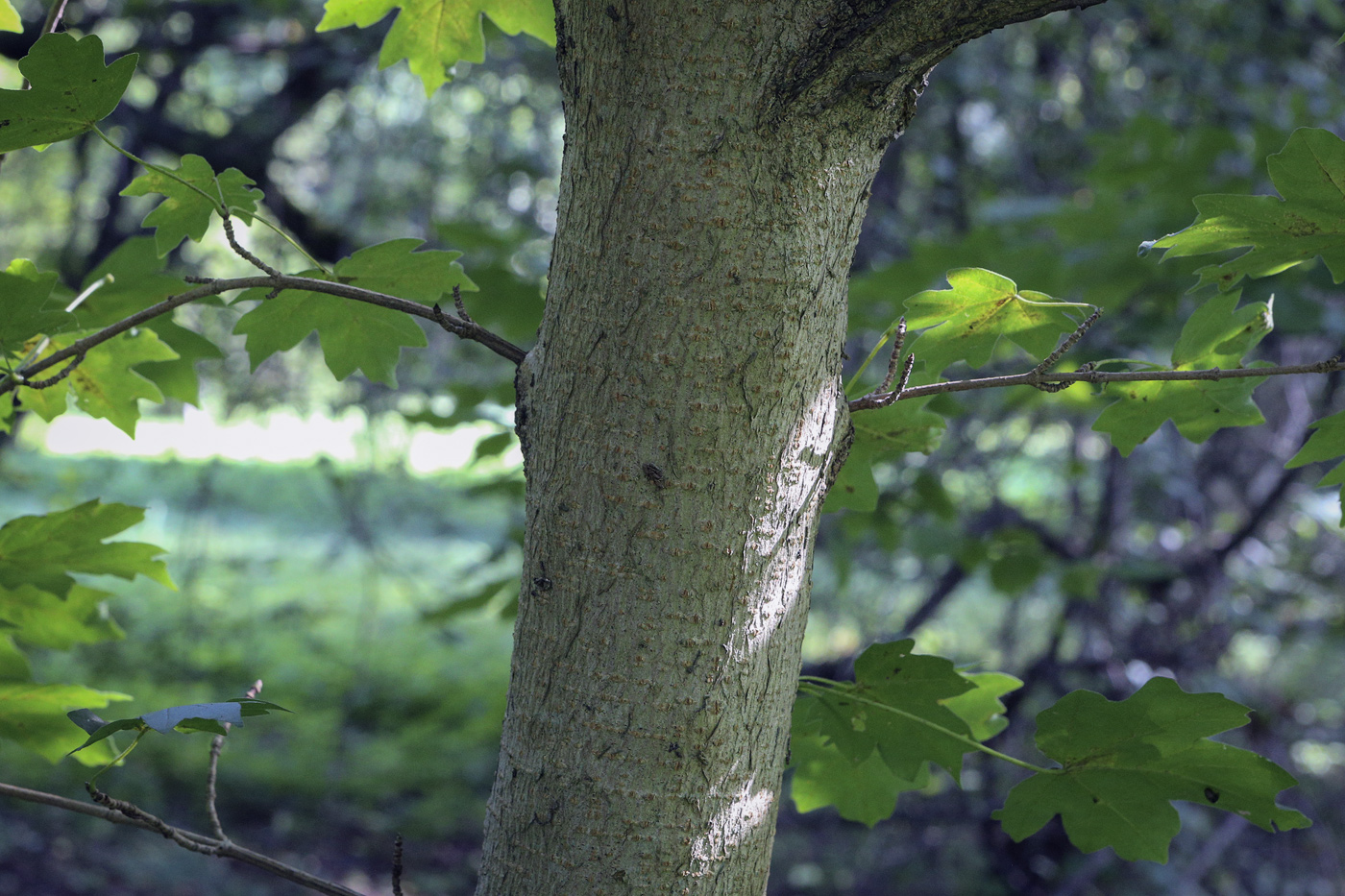 Image of Acer campestre specimen.