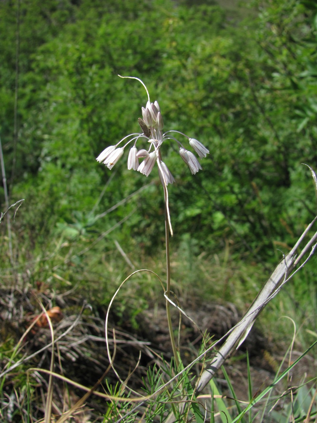 Изображение особи Allium kunthianum.