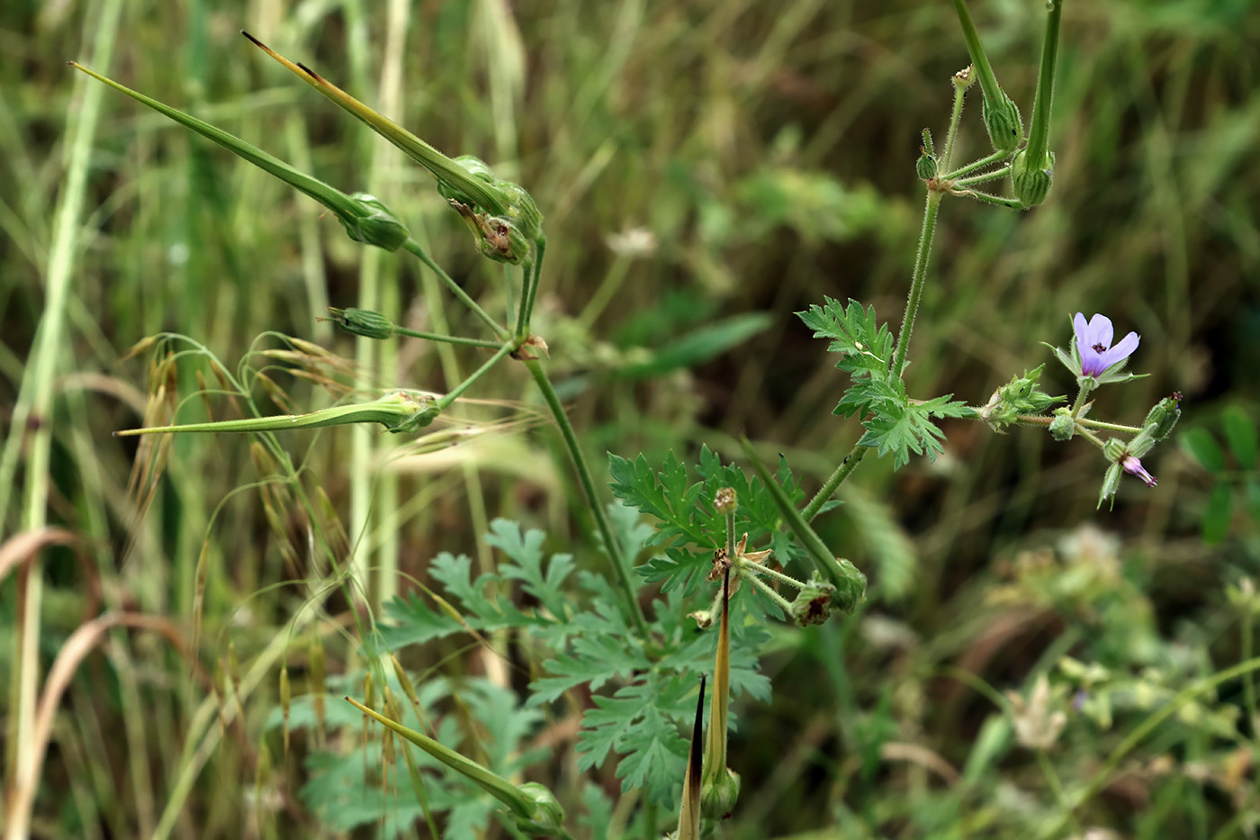 Изображение особи Erodium ciconium.