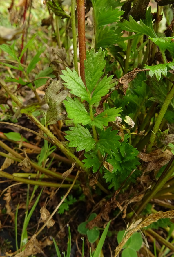 Изображение особи Potentilla supina.