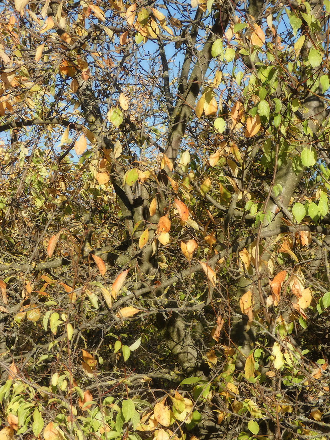 Image of Prunus domestica specimen.