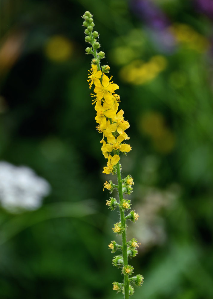 Изображение особи Agrimonia eupatoria.